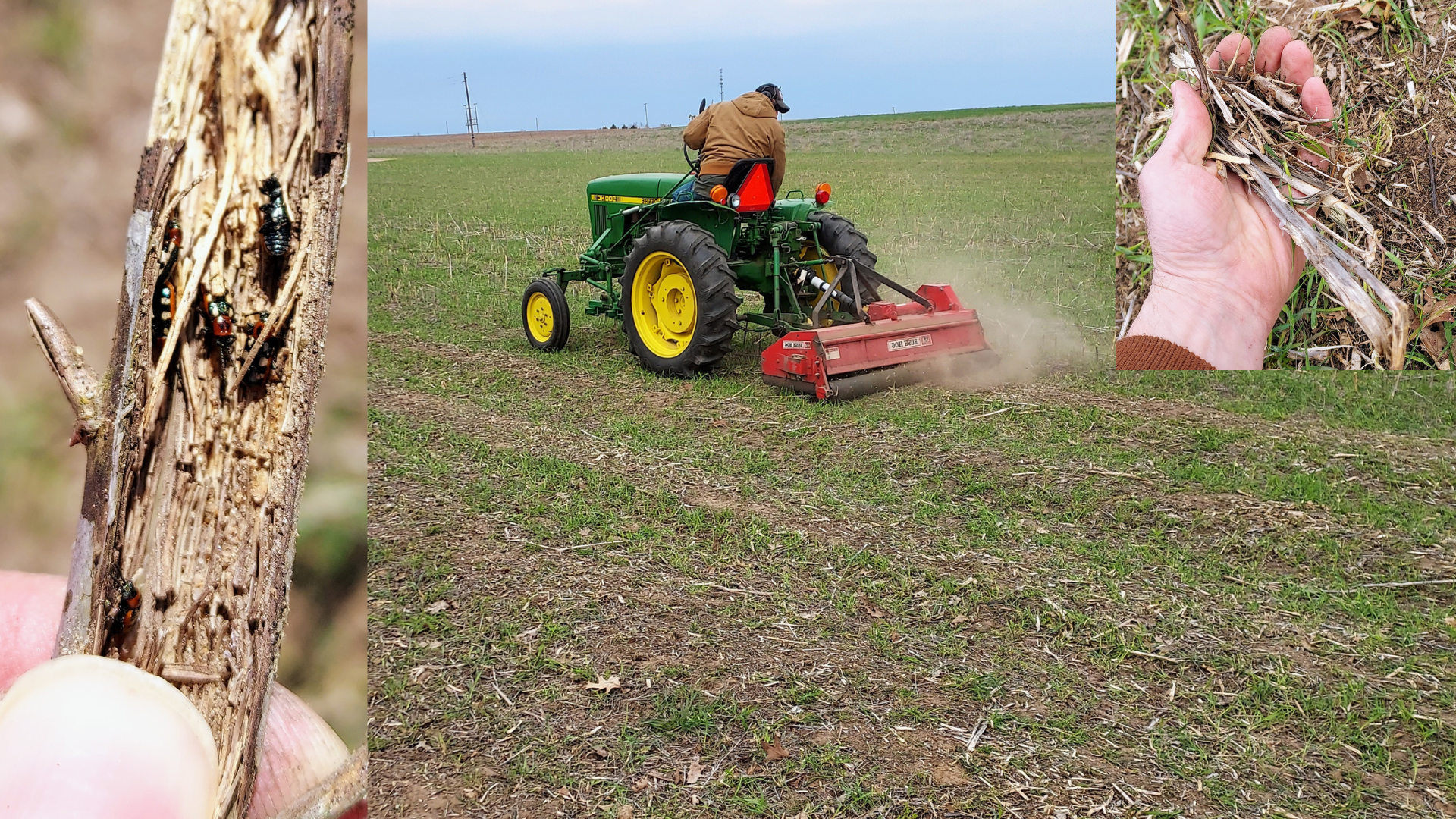 Asparagus mowing.